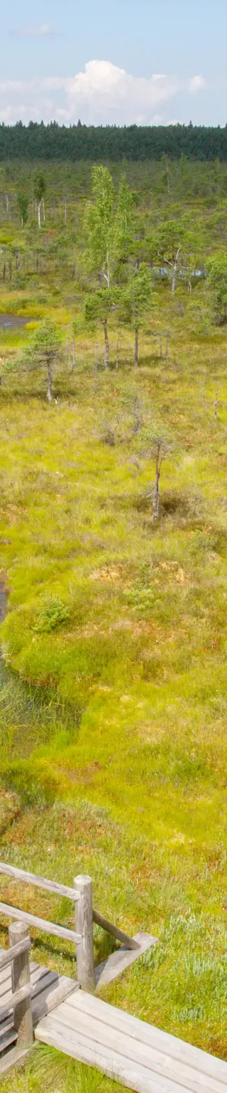 Die Moorlandschaft im Kemeri Nationalpark